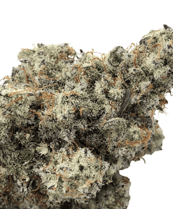 Alternative view of <b>Mac 1</b> (AAAA)