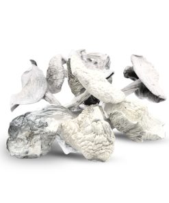 Albino Treasure Coast Mushrooms