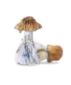 Alternative view of Blue Meanie Mushrooms