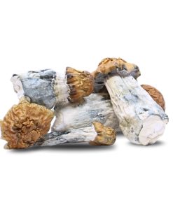 Blue Meanie Mushrooms