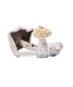 Alternative view of Golden Teacher Mushrooms
