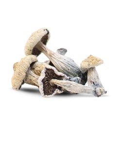 Golden Teacher Mushrooms