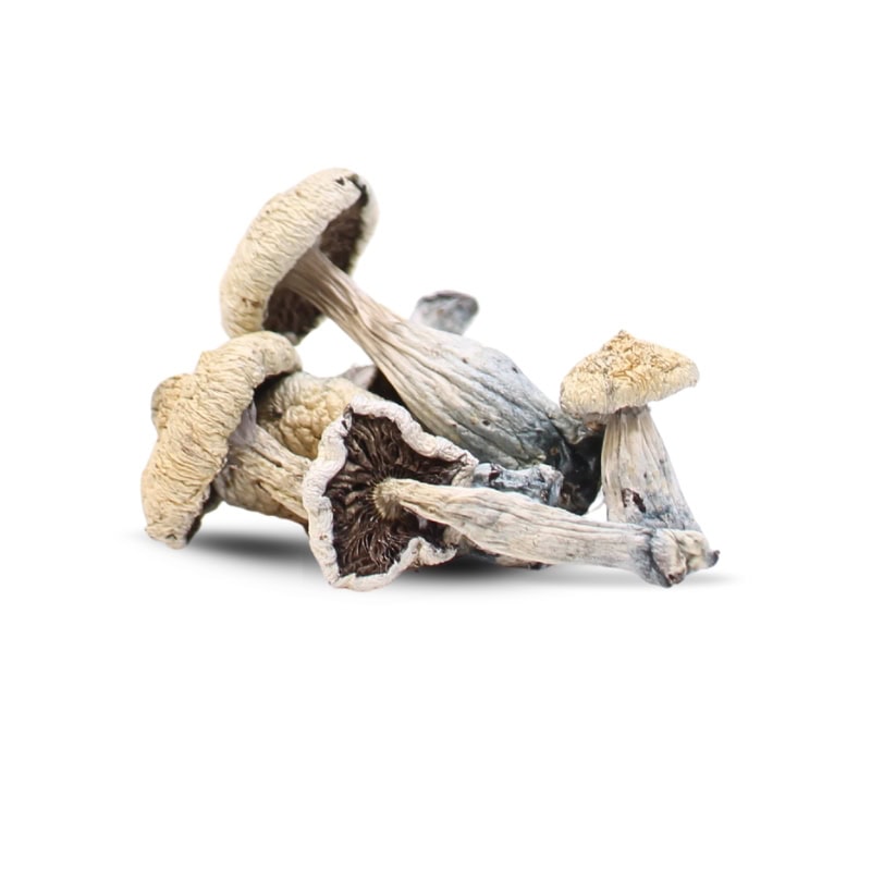 Golden Teacher Mushrooms