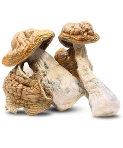 Tidal Wave Mushrooms