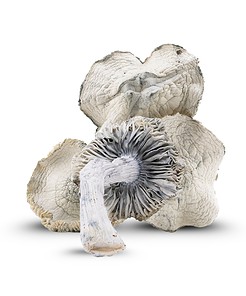 Leucistic Burma Mushrooms