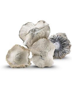 Leucistic Burma Mushrooms