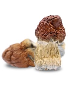 Alternative view of Penis Envy Mushrooms