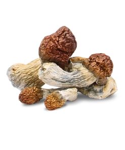 Penis Envy Mushrooms