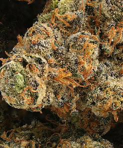 Alternative view of Pre-Rolls - 14 Pack RAW Black - King Sized - <b>Pineapple Express</b>