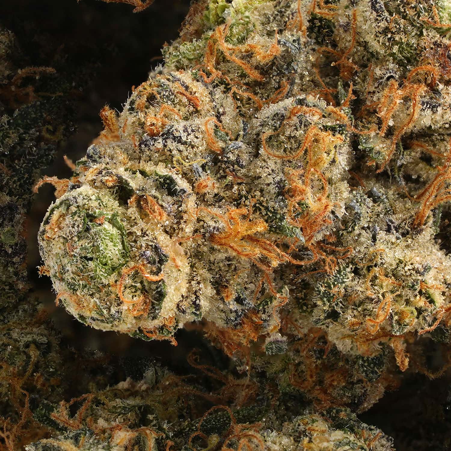 Pre-Rolls - 14 Pack RAW Black - King Sized - <b>Pineapple Express</b> - Image 2