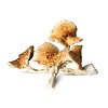 Full Moon Party Mushrooms