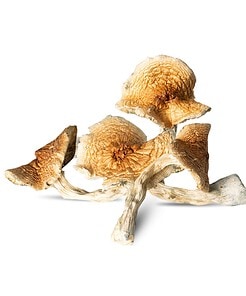 Full Moon Party Mushrooms