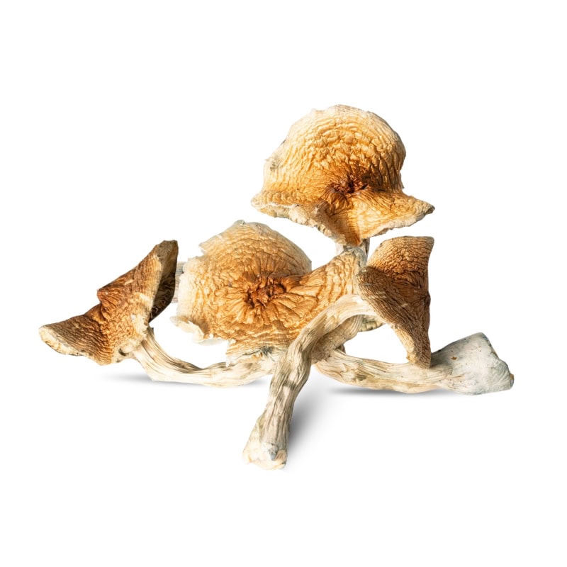 Full Moon Party Mushrooms