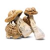 Tidal Wave Mushrooms