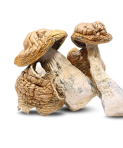 Tidal Wave Mushrooms