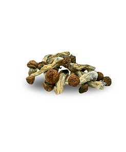 Cambodian Mushrooms